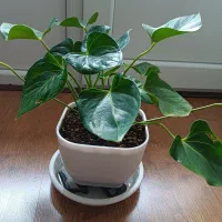 یک عدد گیاه انتوریوم و یک عدد نهاله زاموفیلیا