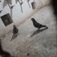 کبوتر مامی کرمانی و سار سیاه|پرنده|طبس, |دیوار