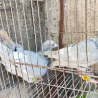 کبوتر خطی|پرنده|شیراز, ریاستی|دیوار