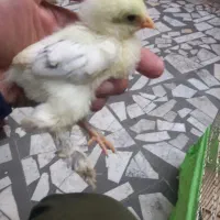 برهما|حیوانات مزرعه|رشت, باهنر|دیوار