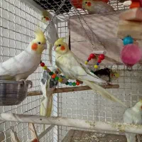 عروس هلندی|پرنده|پاکدشت, خاتون آباد|دیوار