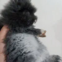 بچه خرگوش لوپ بلو|موش و خرگوش|قزوین, |دیوار