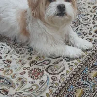 فروش سگ شیتزو