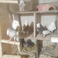 برنج توافقی