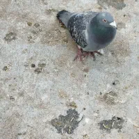 نر پلاکی|حیوانات|الیگودرز, |دیوار