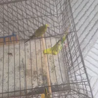 یک جفت مرغ عشق سالم و سرحال