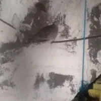 کبوتر زینتی|پرنده|بندر دیر, |دیوار