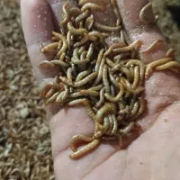 میلورم زنده قیمت فوق العاده