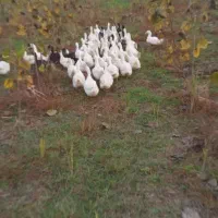 فروش اردک ۶ ماهه و تخمگذار