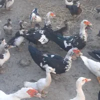 آورده روسی|حیوانات مزرعه|اهواز, پردیس|دیوار