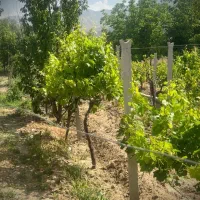 فروش باغ|فروش زمین و ملک کلنگی|انزل, |دیوار