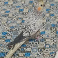 گمشدن یک عدد عروس هلندی