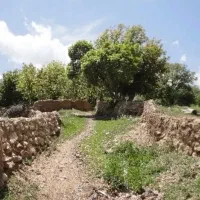 باغ-قدمت-دار80ساله-در-روستای-ورزنه-جاده-تفرش