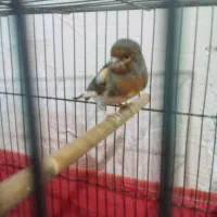 فروش قناری حراج حراج سالم سرحال|پرنده|ایلام, |دیوار