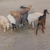 کهره نر|حیوانات مزرعه|جیرفت, |دیوار