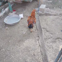 باسلام خروس لاری