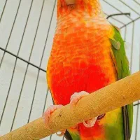 طوطی گرینچیک نَر / 3 رنگ اورجینال /راهب/ملنگو/عروس|پرنده|رشت, دخانیات|دیوار