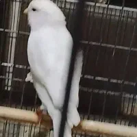 قناری نر وماده