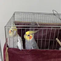 جفت عروس هلندی مولد + ۴ جوجه سالم