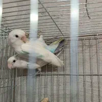 طوطی برزیلی|پرنده|رشت, آب و برق|دیوار