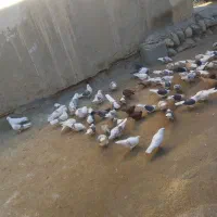 100عدد کبوتر|پرنده|زاغه, |دیوار