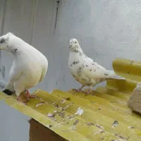 یه جفت کبوتر نروماده پرشی