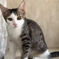 واگذاری بچه گربه|گربه|بندر انزلی, تهران|دیوار