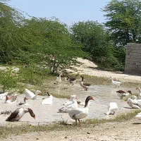 قاز|پرنده|سعدآباد, |دیوار