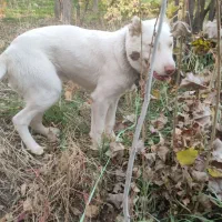 توله میکس الابای، کانگال