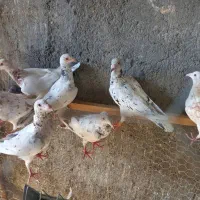پلاکی و طوقی|پرنده|لنجان, |دیوار