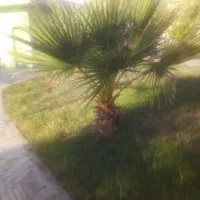 باغ خانه تان را به ما بسپارید