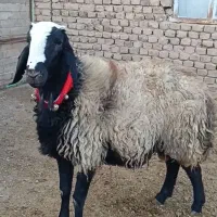 یک رس قوچ اصیل شال