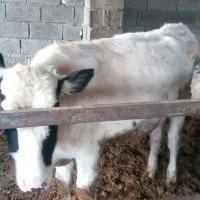 گاو شیری|حیوانات مزرعه|بجنورد, |دیوار