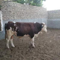 گوساله سیمینتال