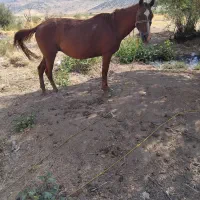 اسب مادیان|اسب و تجهیزات اسب‌سواری|بیلوار, |دیوار