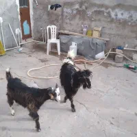 تیربز لری با بیگ نر