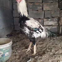 خروس ومرغ لاری