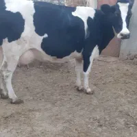 گاو اصیل مناسب برای نگهداری