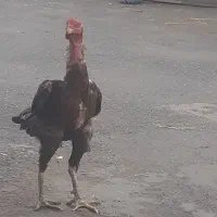دوعدد خروس لاری ویک عدد مرغ لاری
