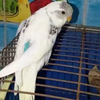 مرغ عشق رنگ خاص