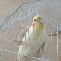 عروس هلندی نر سخنگو