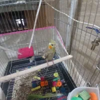 فروش عروس هلندی آشتی|پرنده|بندرعباس, |دیوار