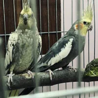 عروس هلندی