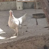 مرغ سیاه بومی وسفید بومی اصل تخمگذار|حیوانات مزرعه|خمینی‌شهر, |دیوار