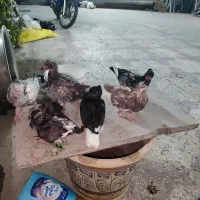کبوتر جوجه