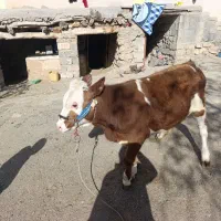 گوساله نرسیمیتال اصل