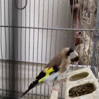 سهره|پرنده|ملارد, |دیوار