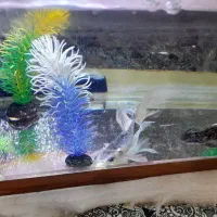 ماهی گوشت خوار معاوضه بامرغ خروس وعروس هلندی|ماهی|زارچ, |دیوار