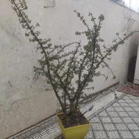 گل اپارتمانی