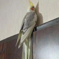 فروش یک عدد عروس هلندی نر ابلغ